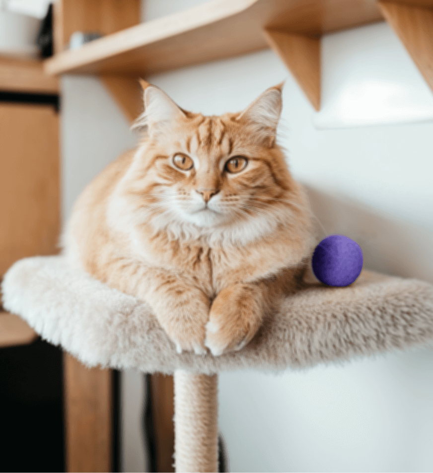 Newsletter V3 Pawcare Webflow Template | BRIX Template
